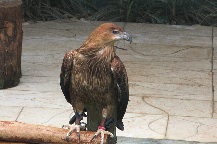Whistling kite (Haliastur sphenurus)