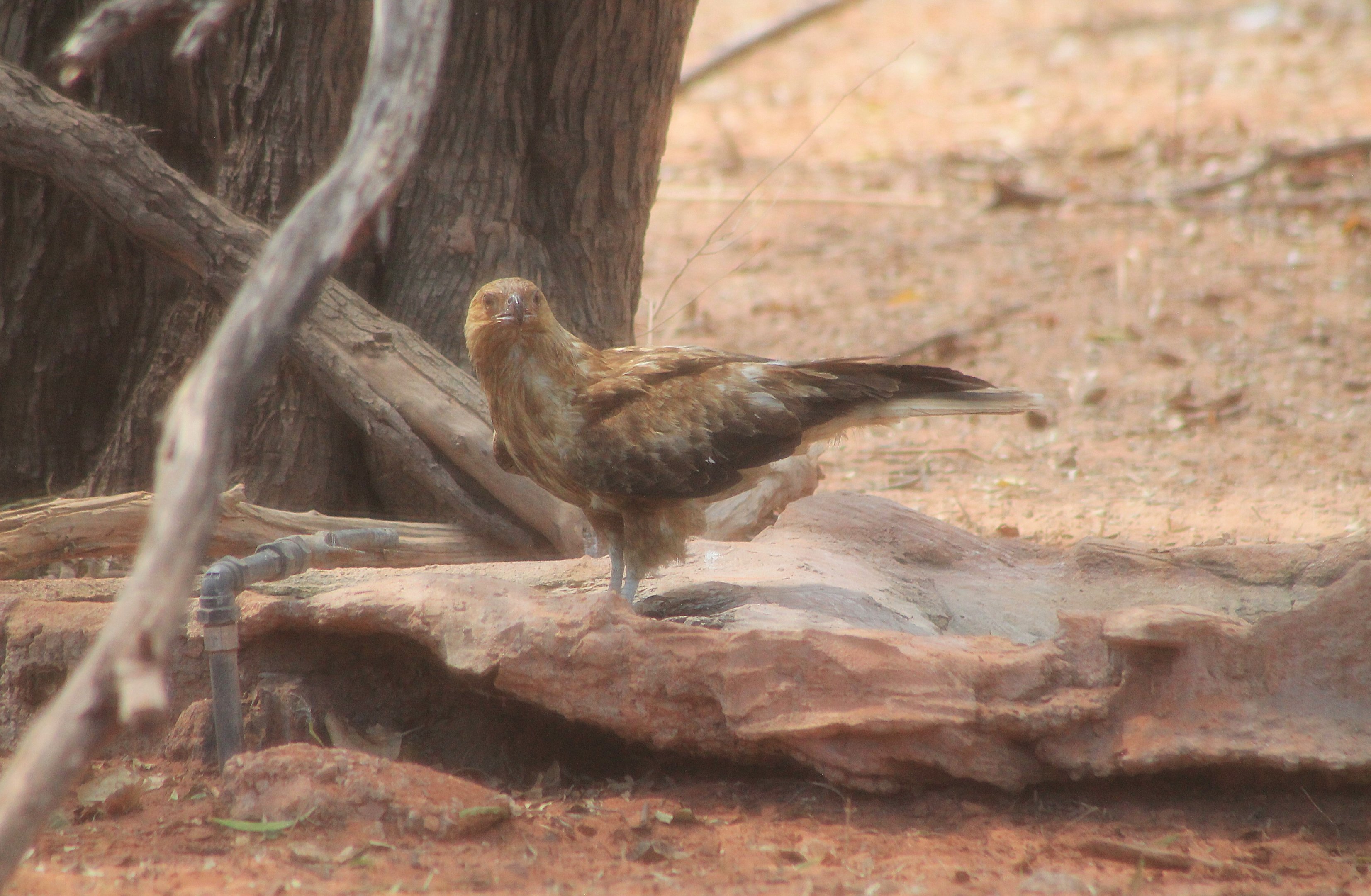 Whistling Kite (Haliastur sphenurus)