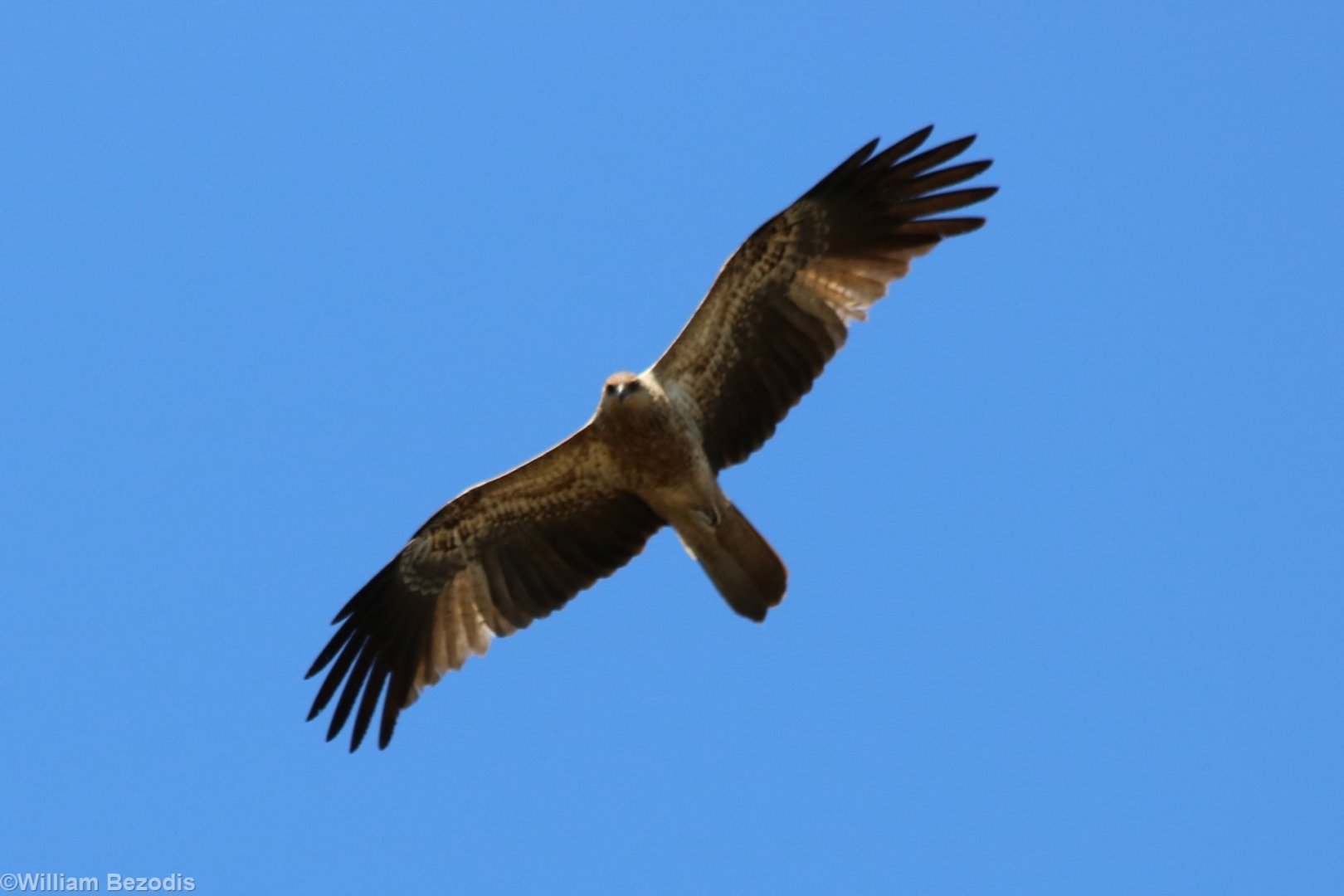 Whistling Kite - Kakadu
