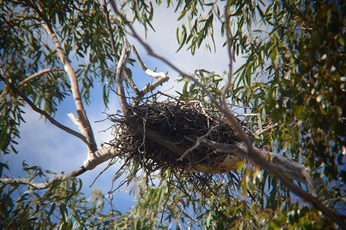 Whistling kite nest