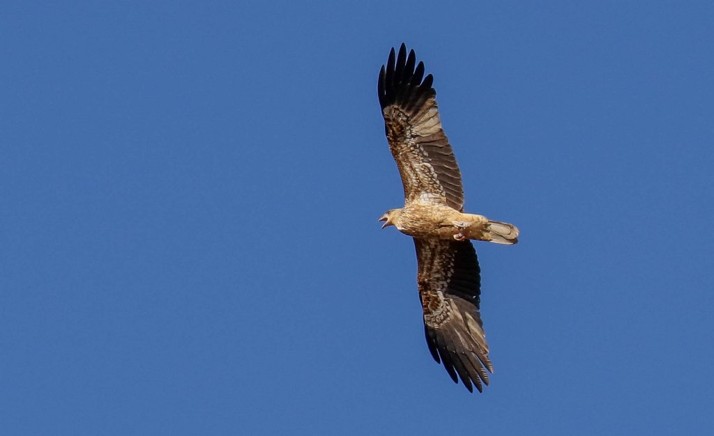 Whistling Kite vocalising
