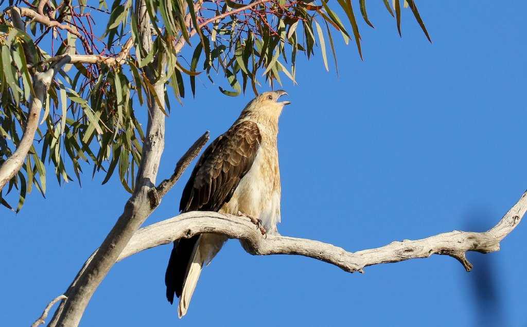 Whistling Kite vocalising
