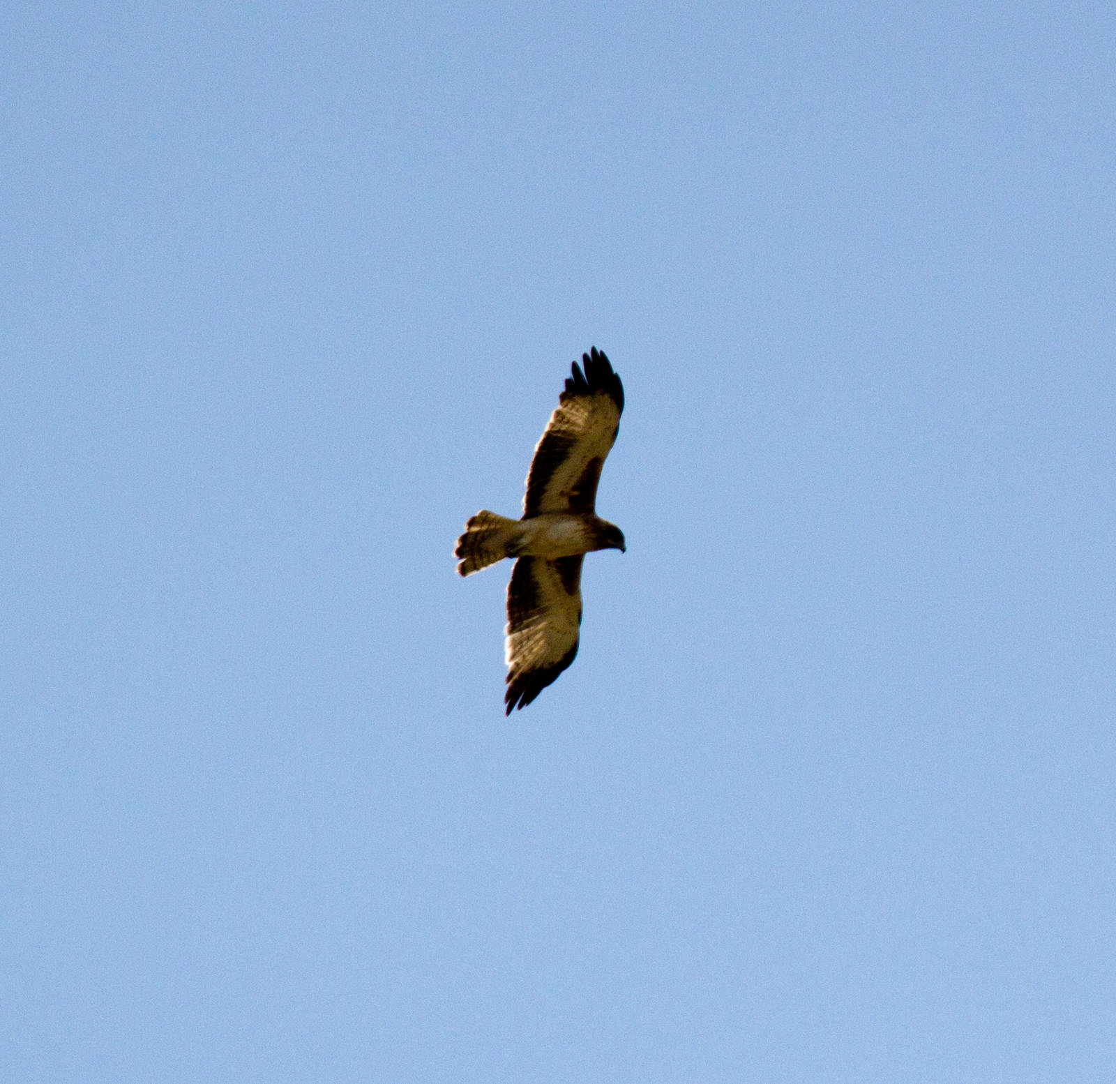 Whistling Kite
