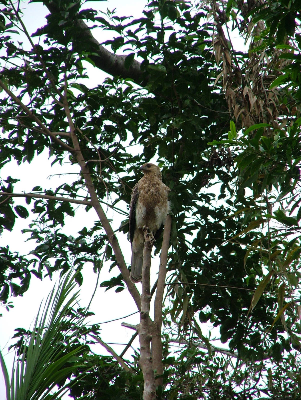 Whistling kite