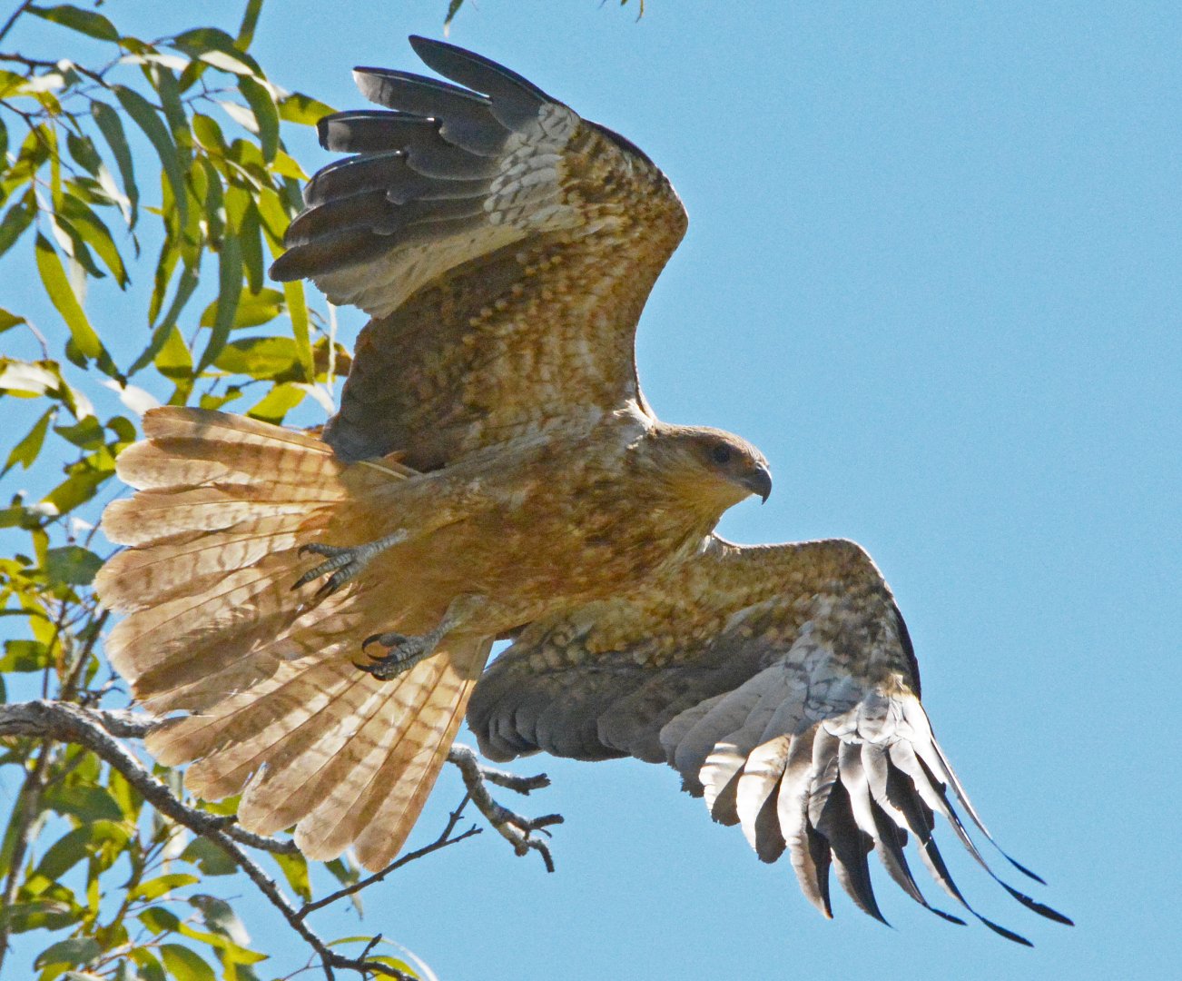 Whistling kite
