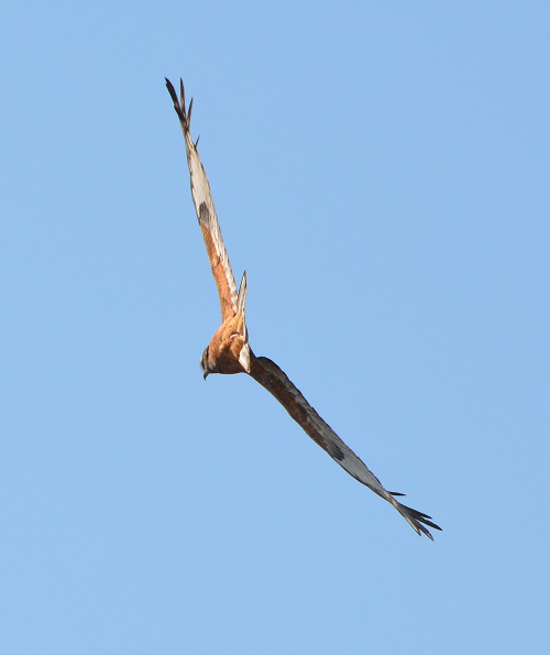 Whistling kite.