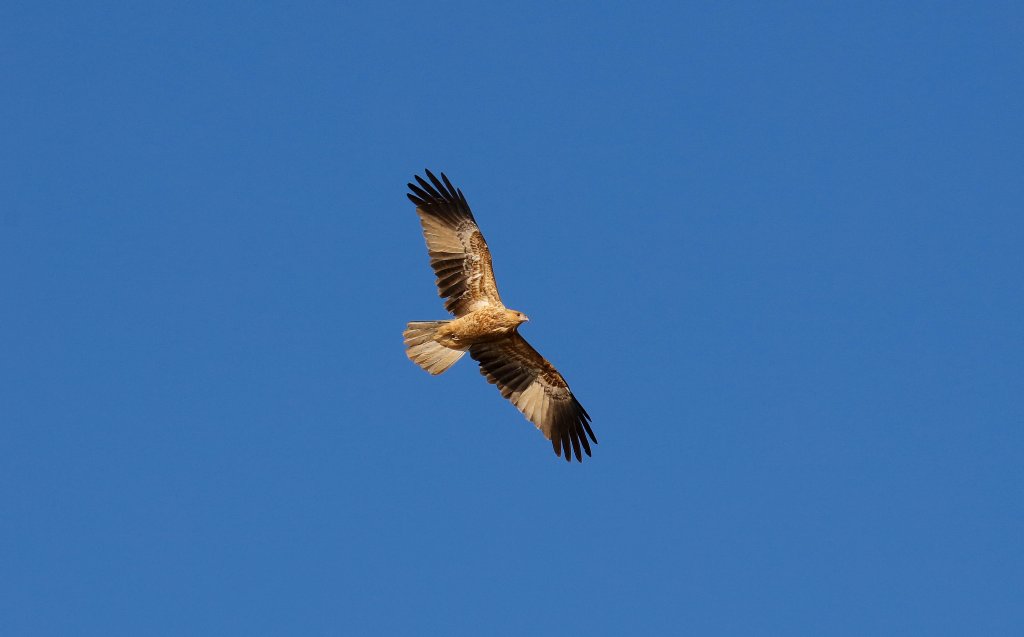 Whistling Kite