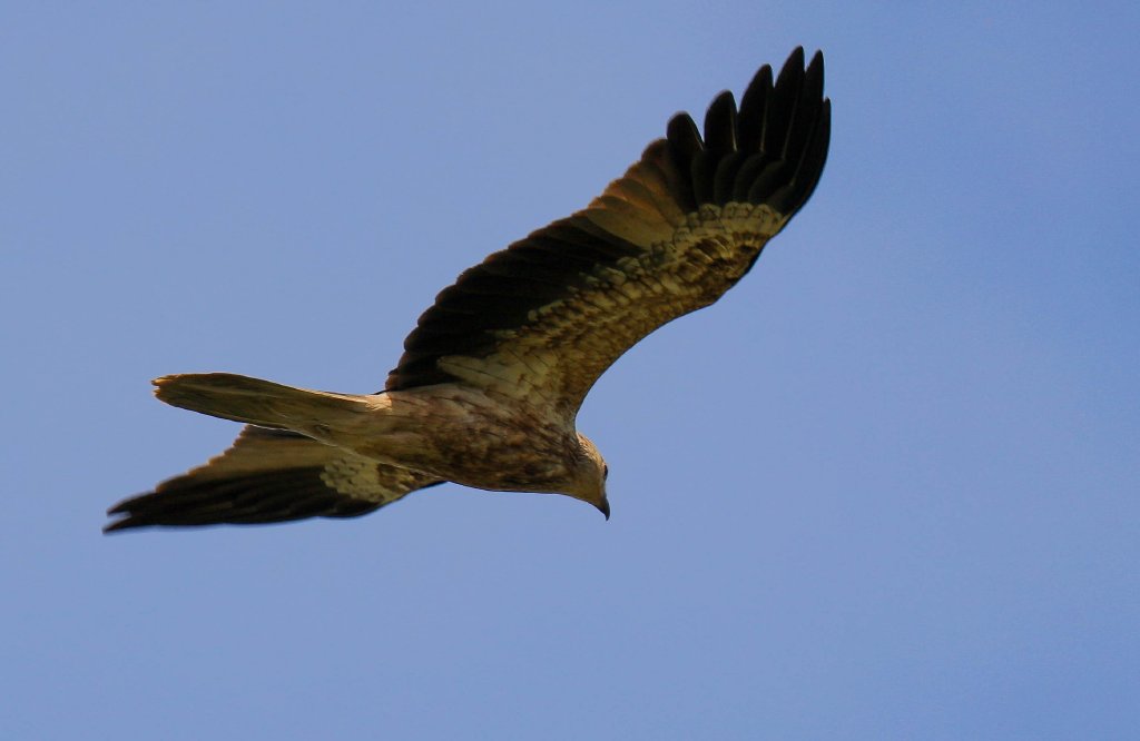 Whistling Kite