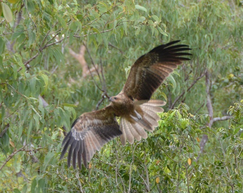 Whistling kite