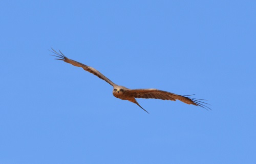 Whistling kite