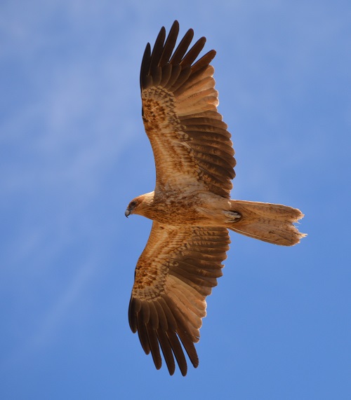 Whistling kite.