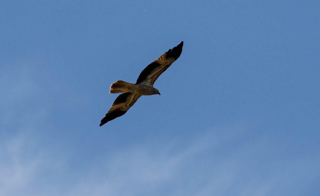 Whistling Kite