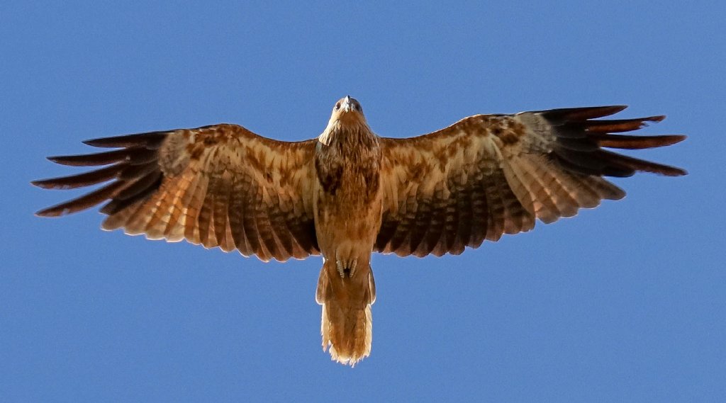 Whistling Kite