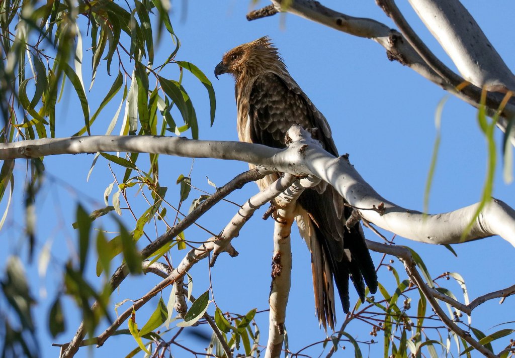 Whistling Kite