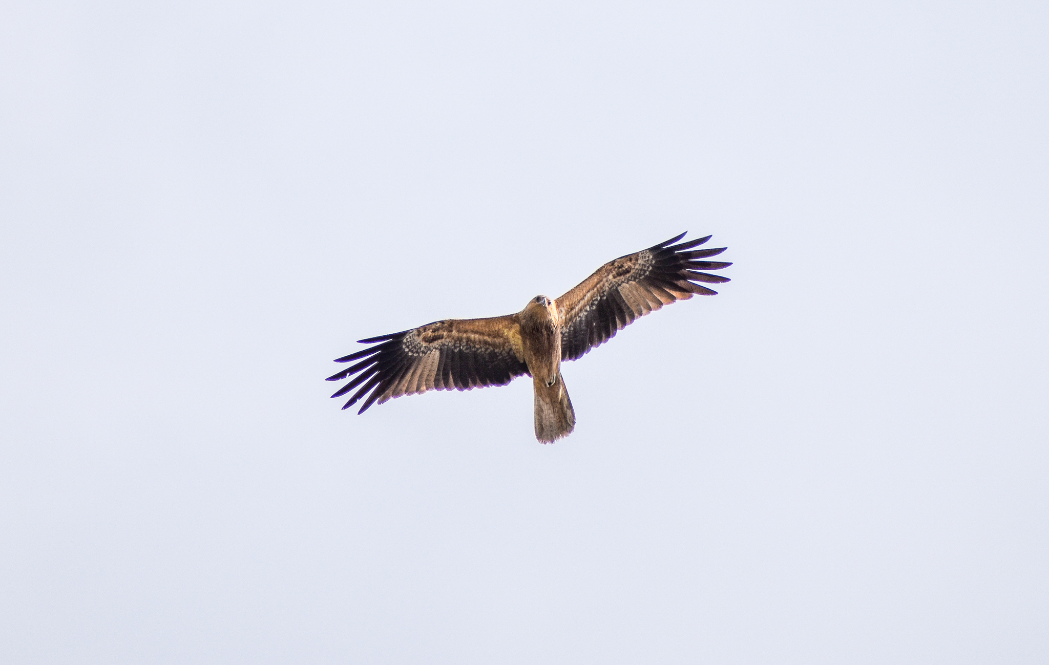 Whistling Kite