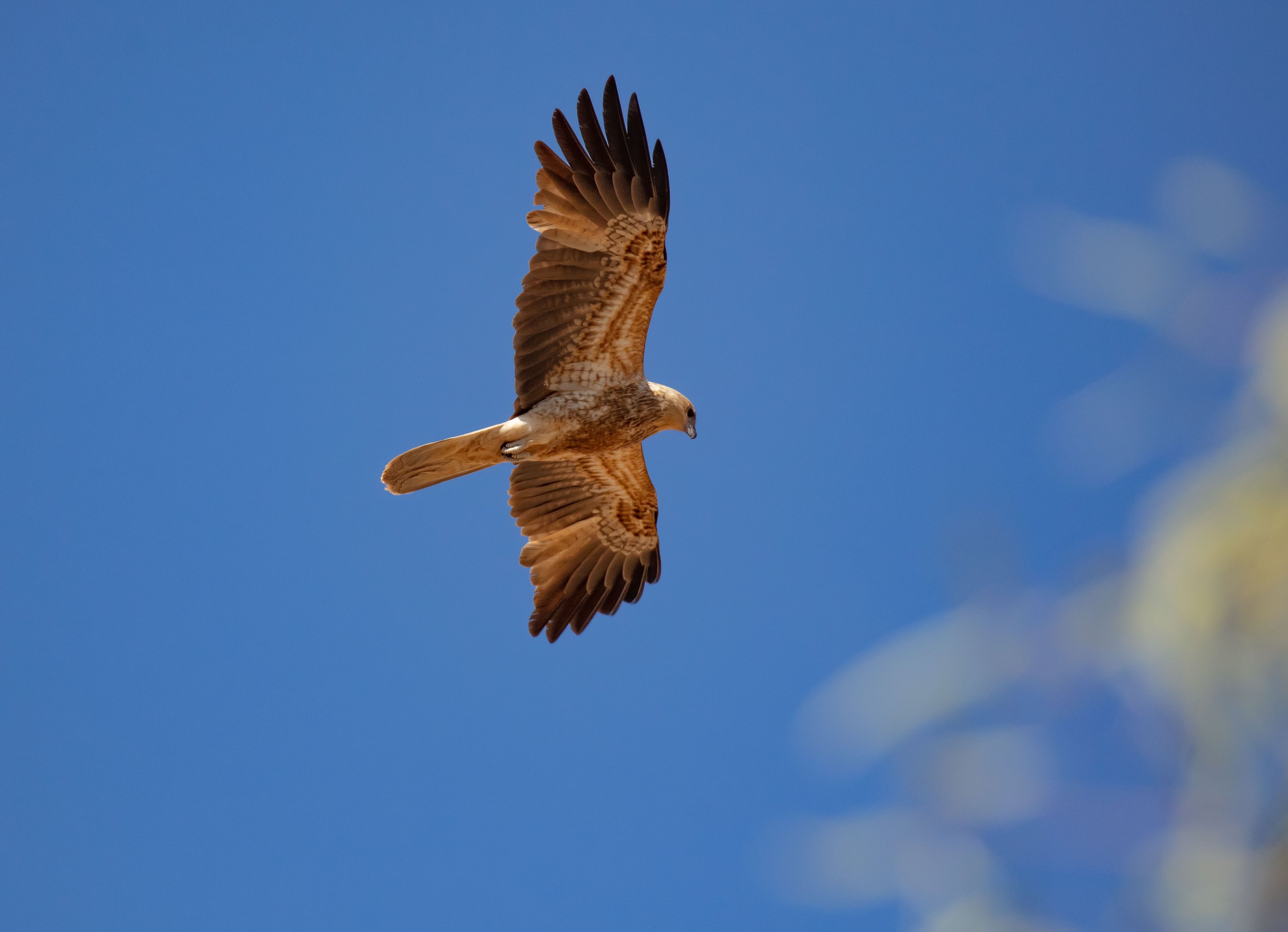 Whistling Kite