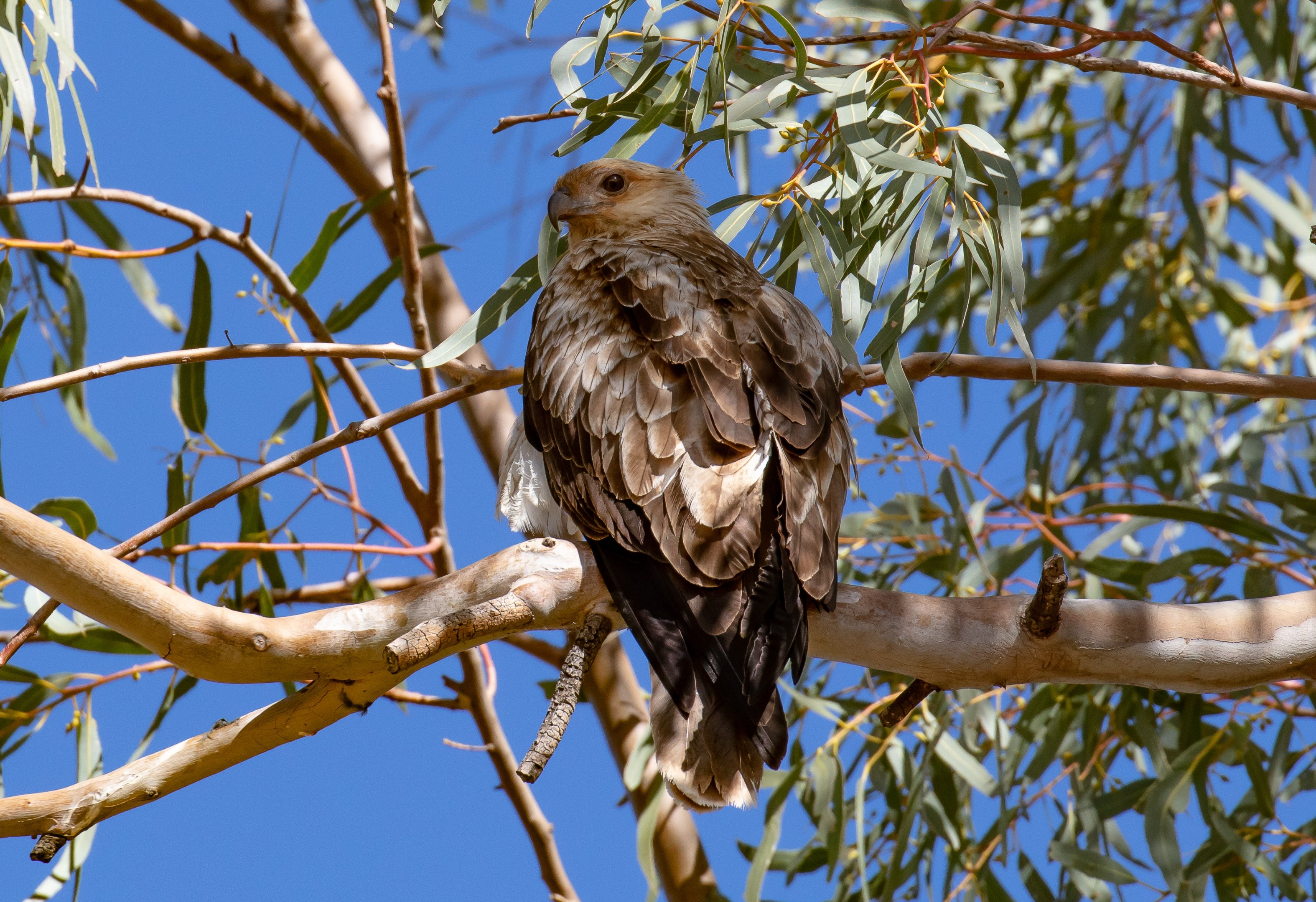 Whistling Kite