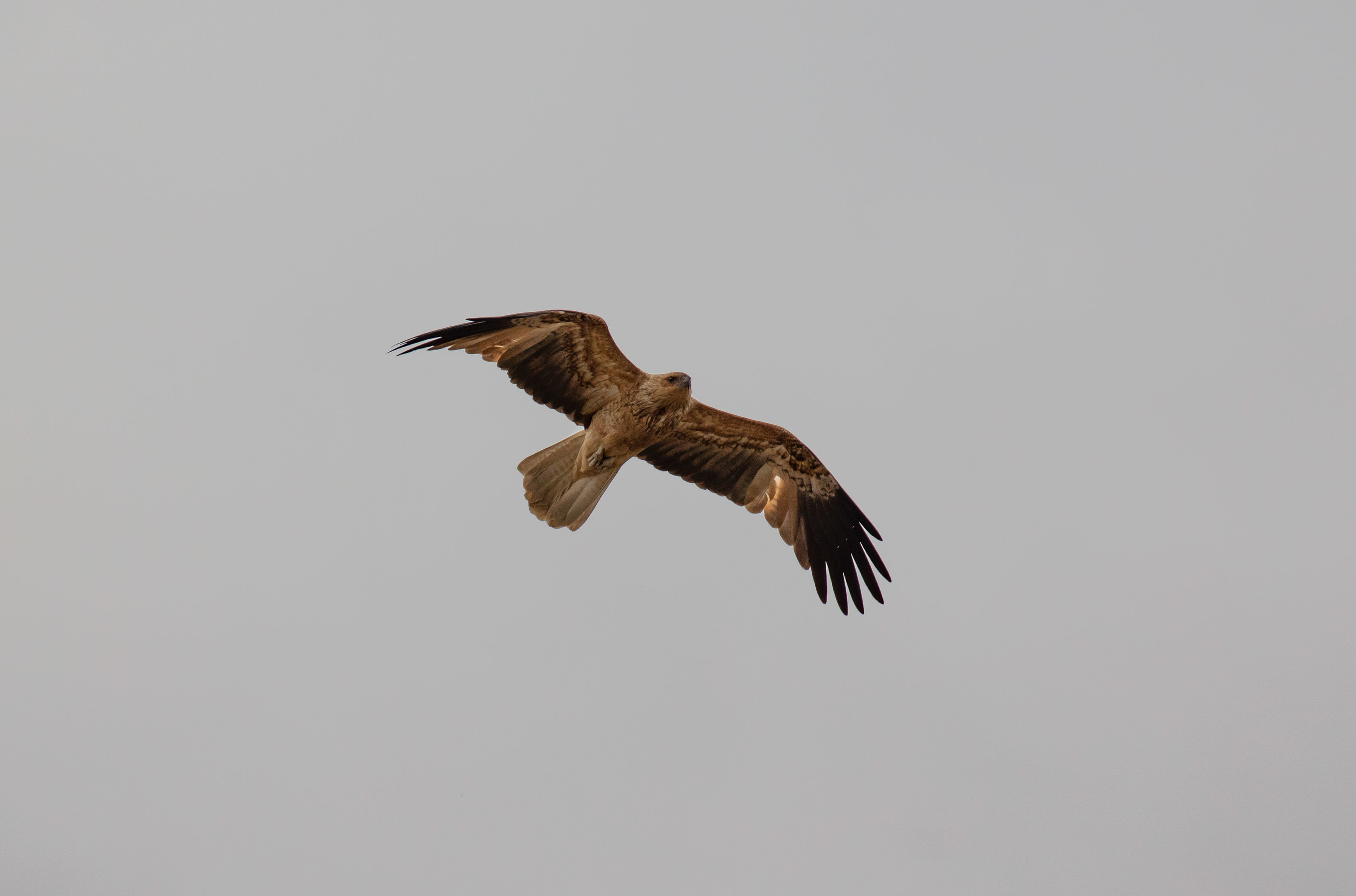 Whistling Kite