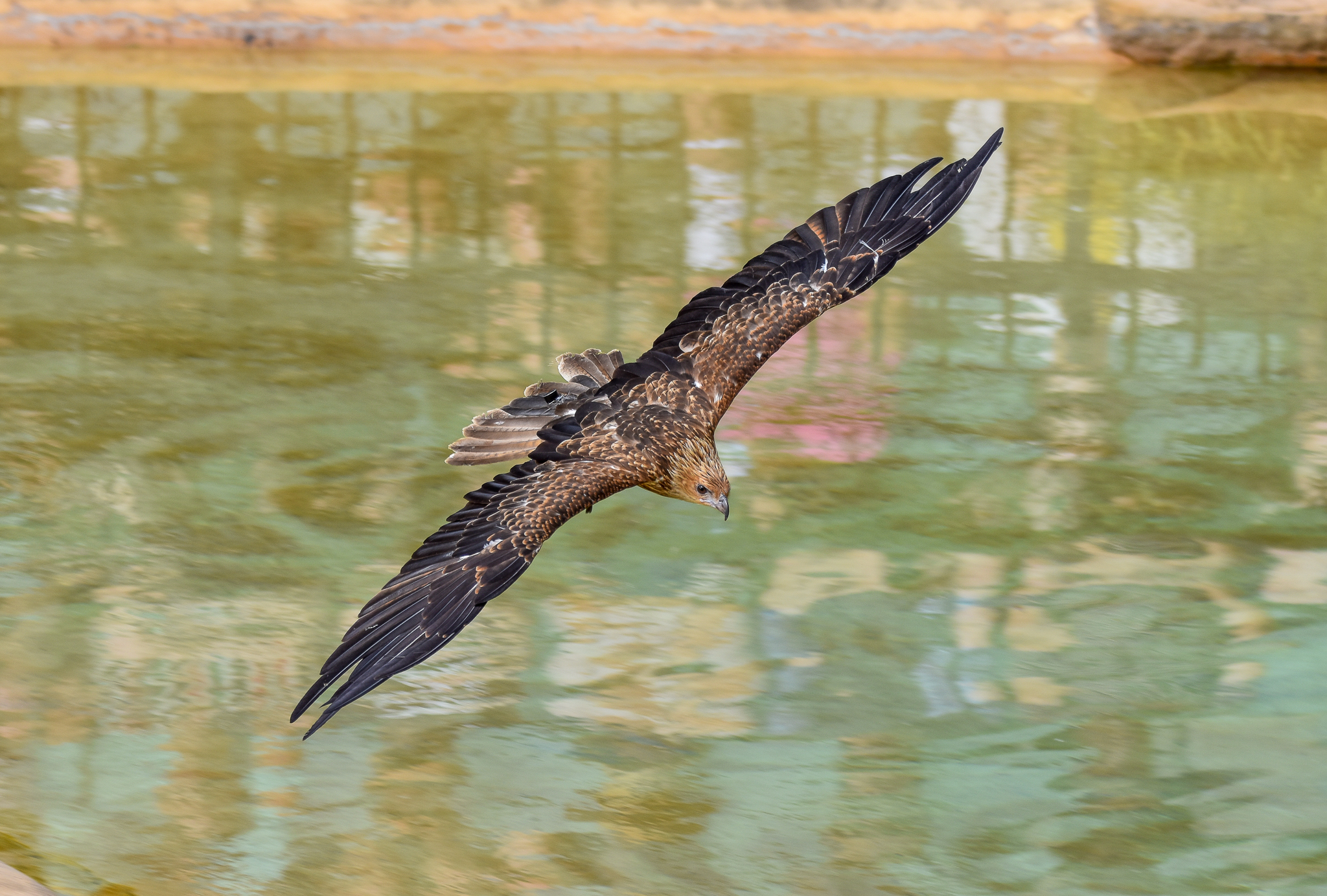 Whistling Kite