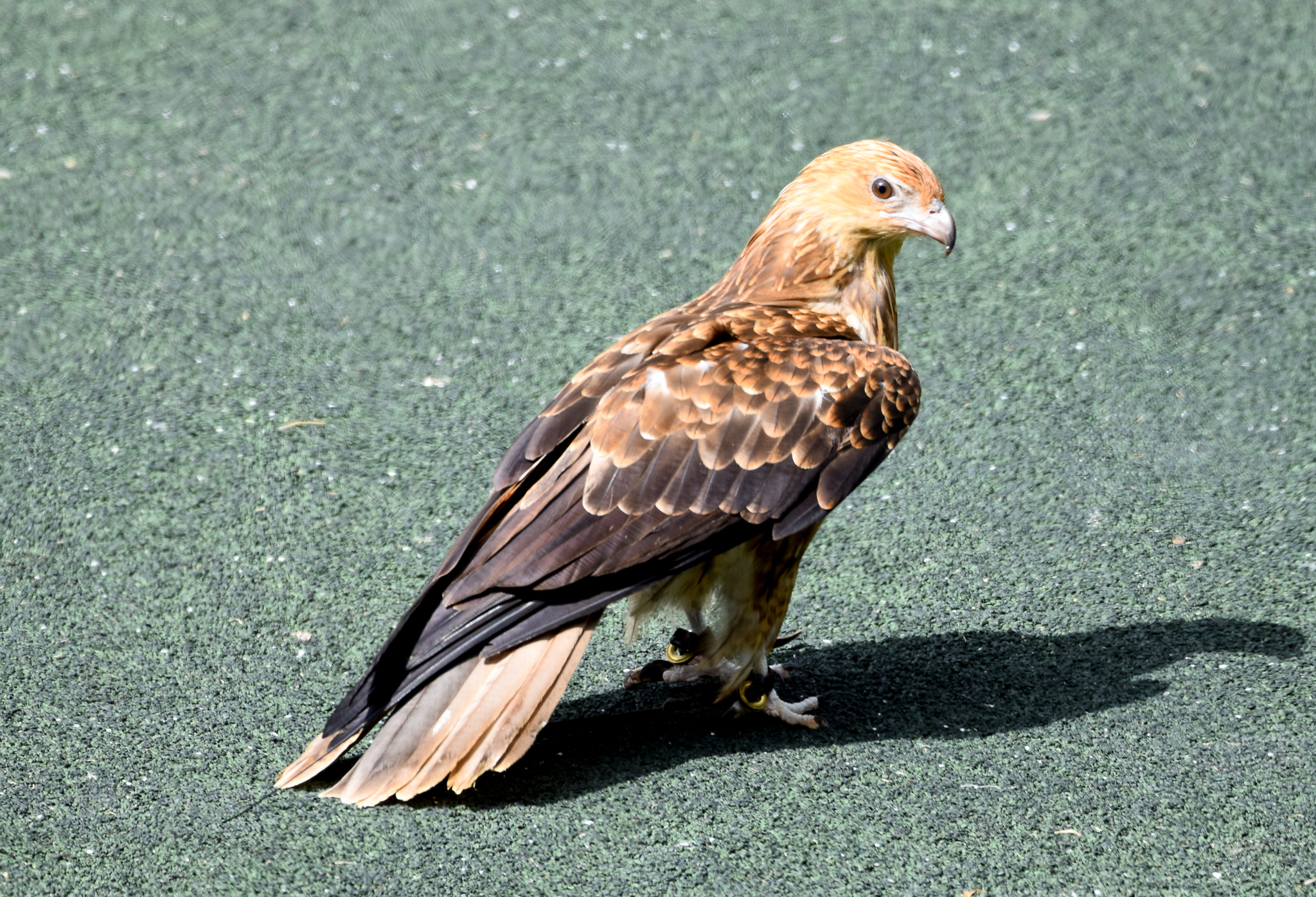 Whistling Kite