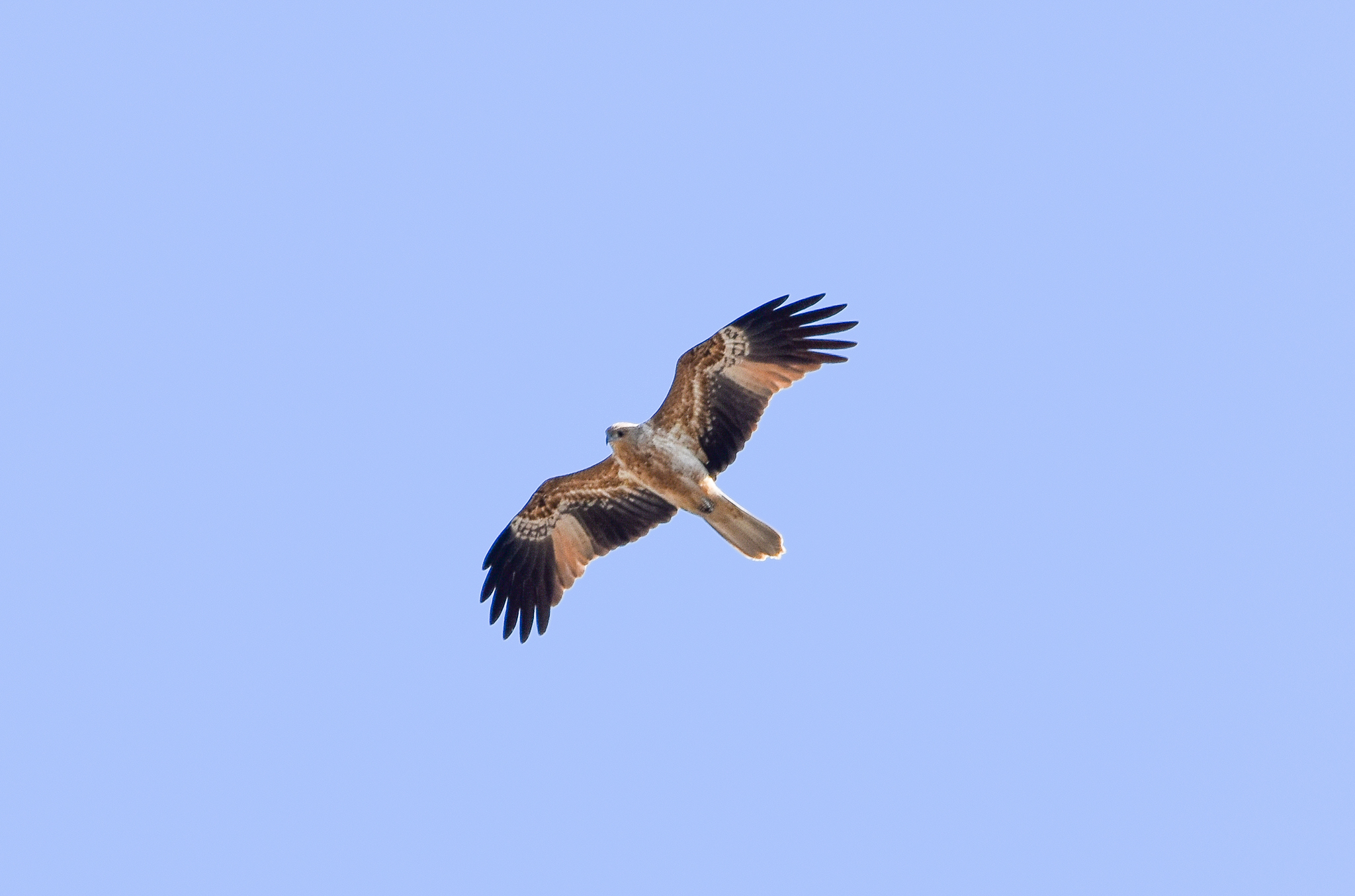 Whistling Kite