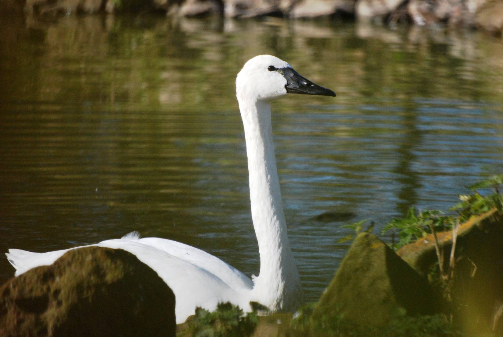 Whistling Swan at Blackbrook, 21/10/12
