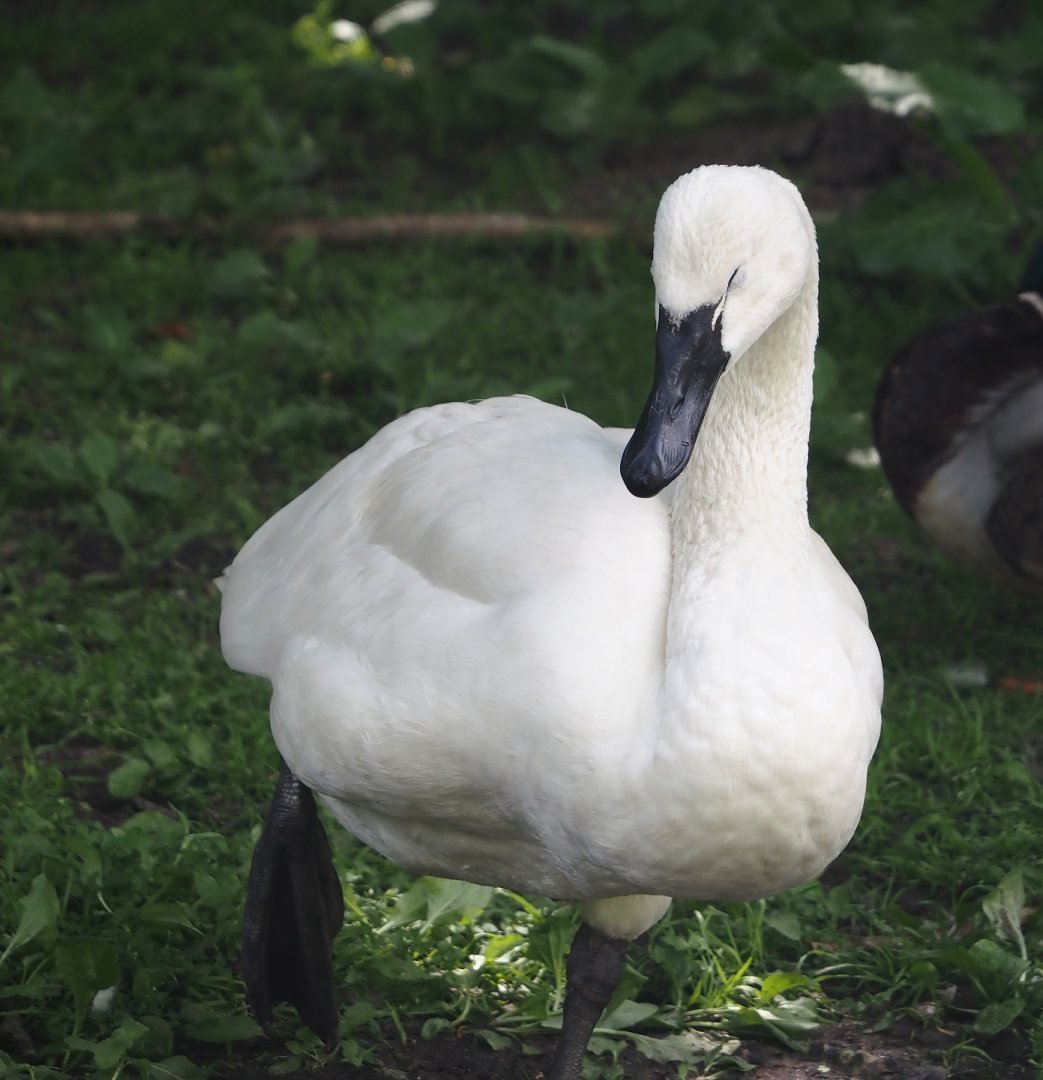 Whistling swan (Cygnus columbianus columbianus), 2024-05-23