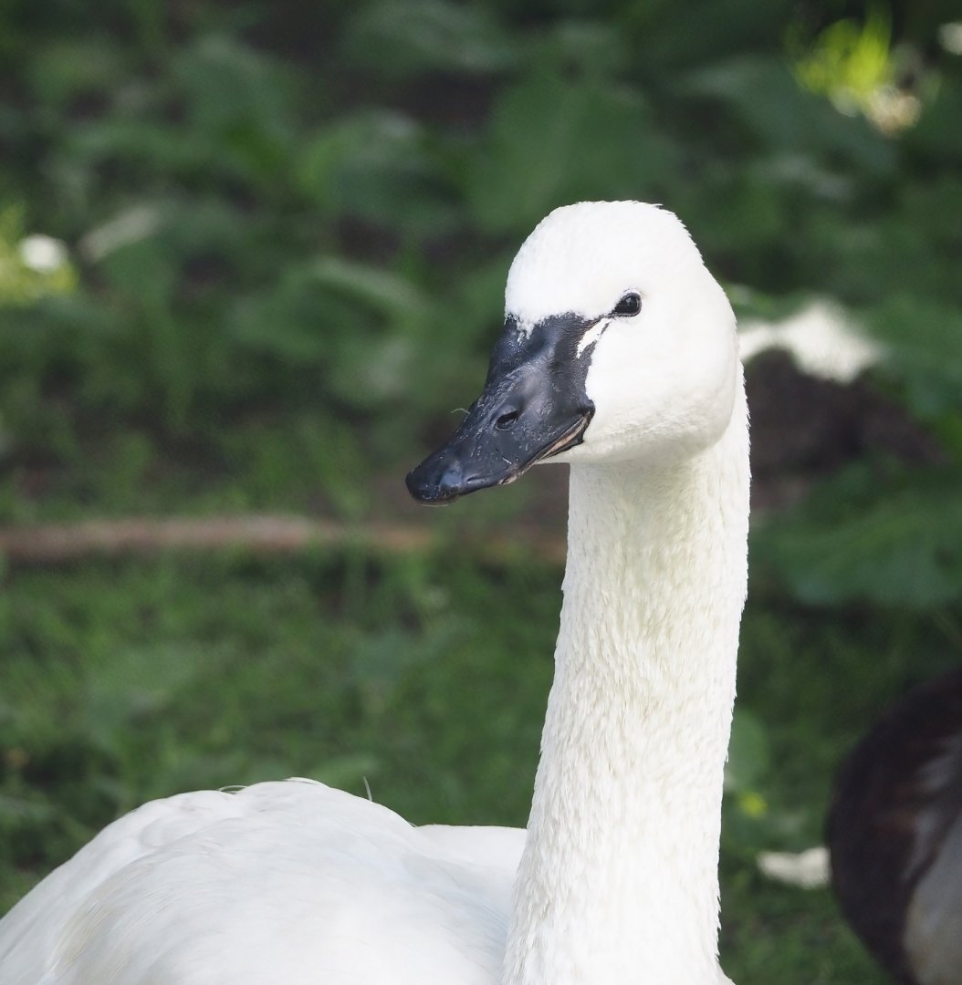 Whistling swan (Cygnus columbianus columbianus), 2024-05-23
