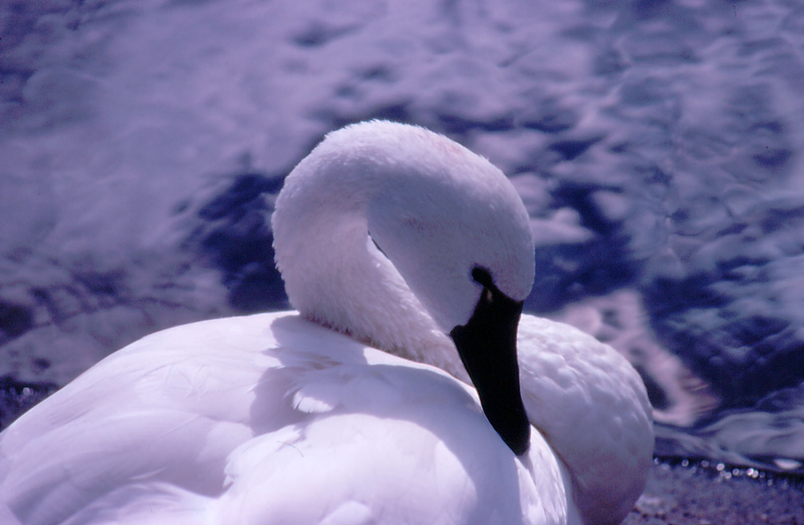 Whistling Swan