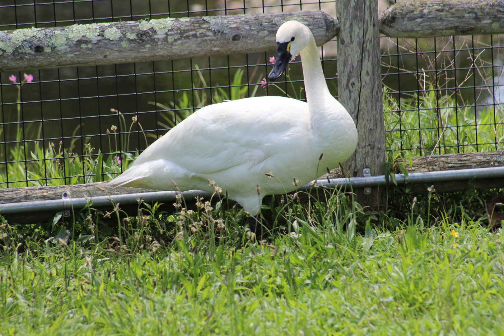 Whistling Swan