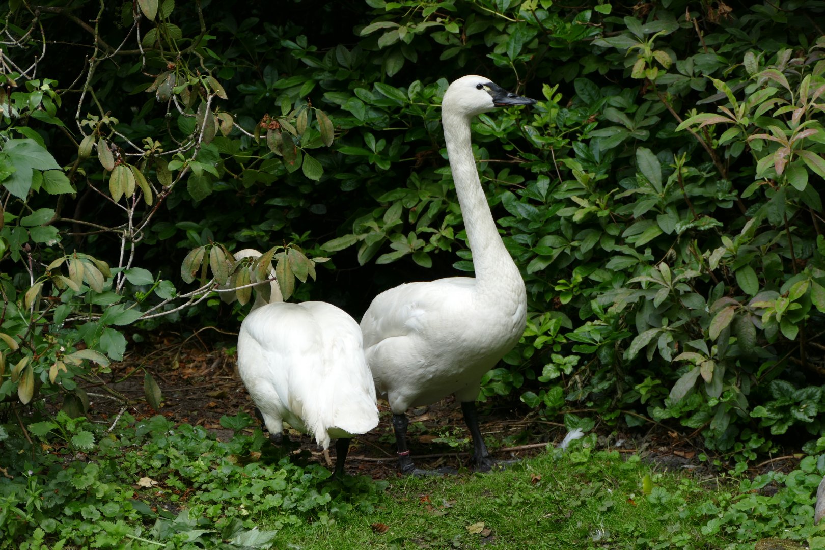 Whistling swan