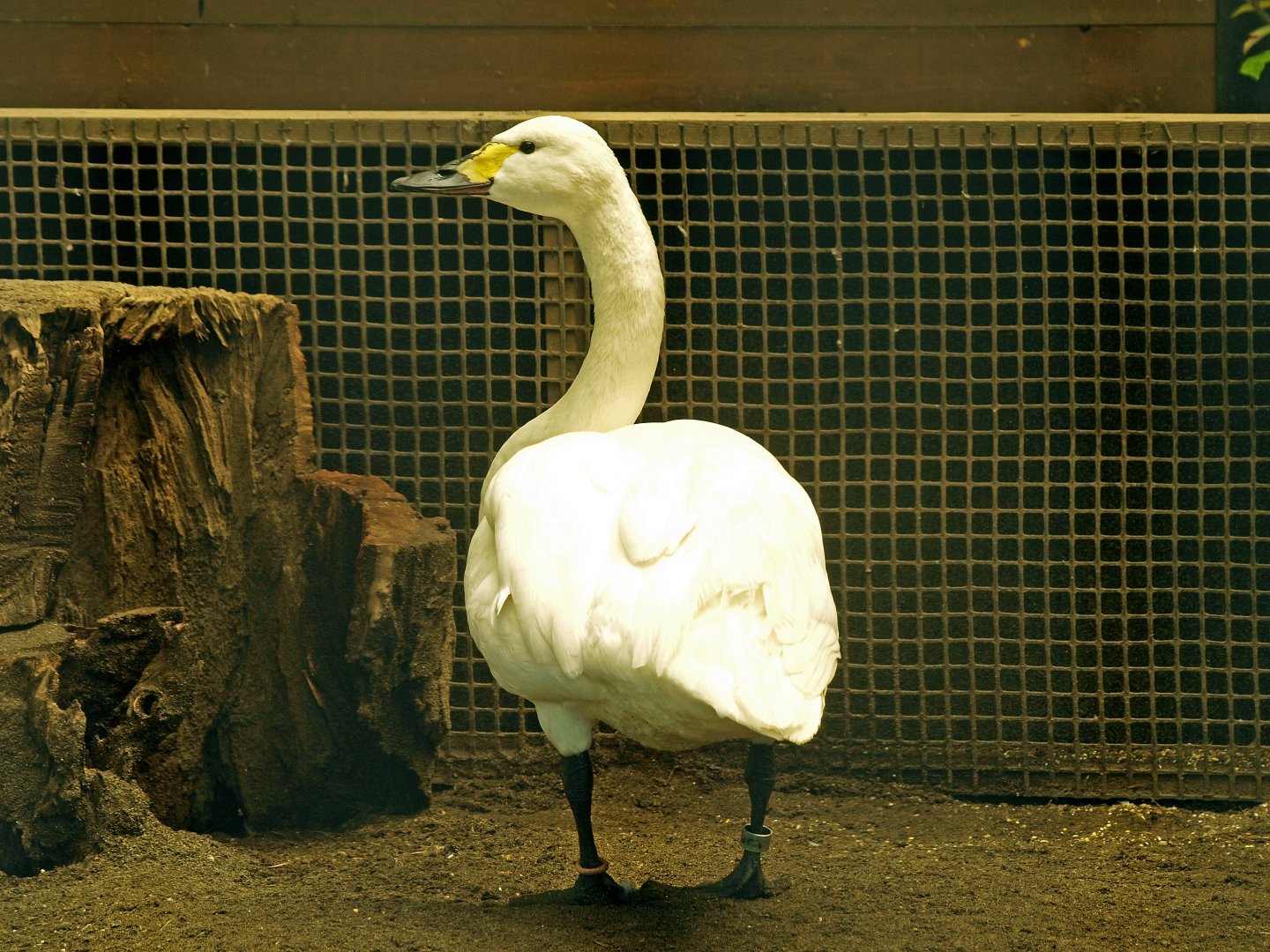 Whistling swan