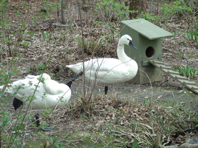 Whistling Swans