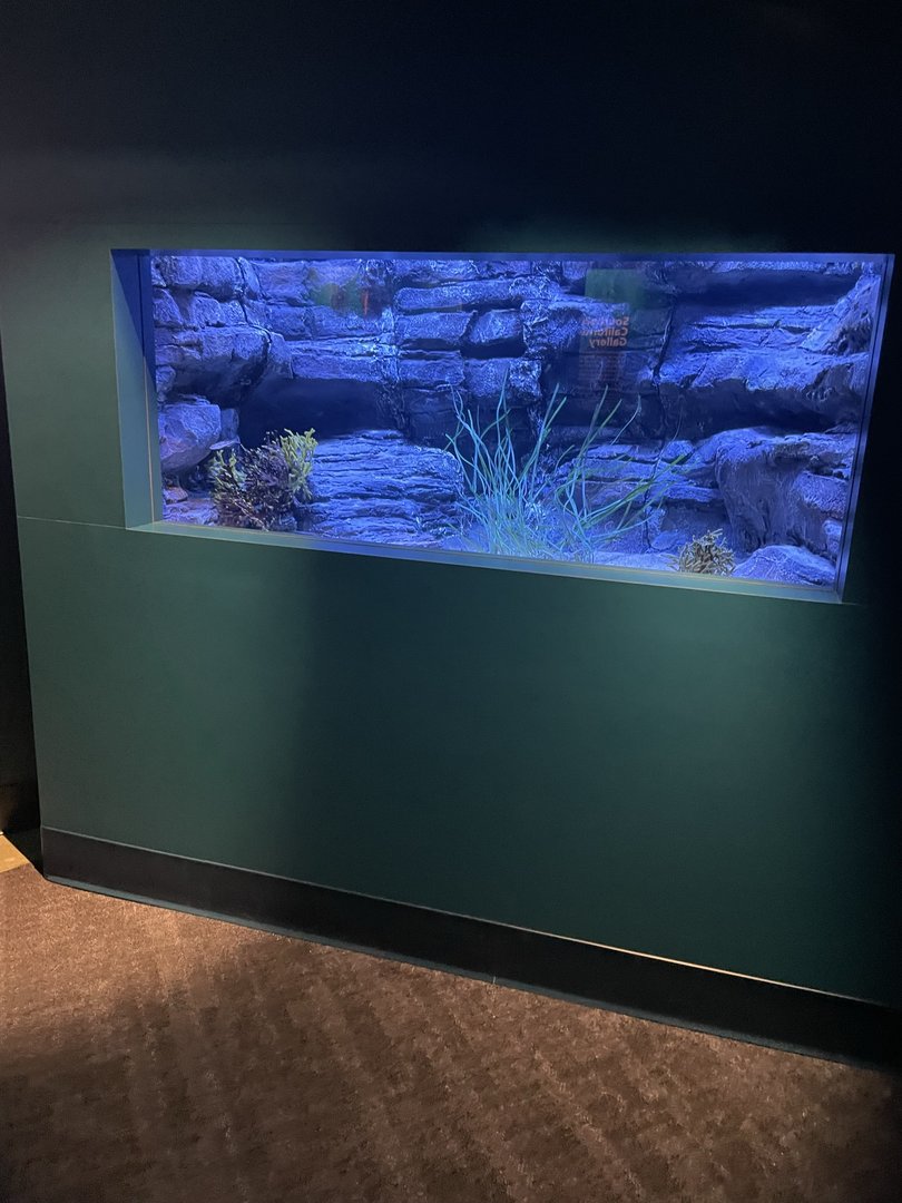 White Abalone Exhibit