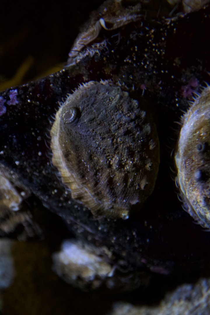 white abalone/ Haliotis sorenseni