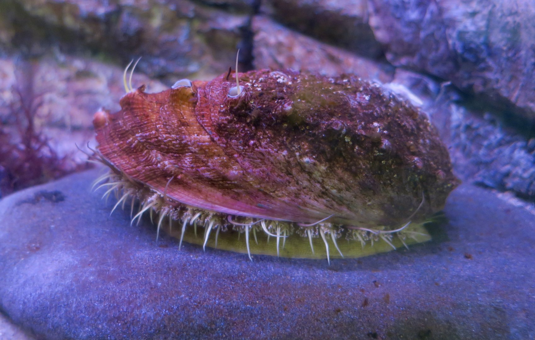 White Abalone (Haliotis sorenseni)