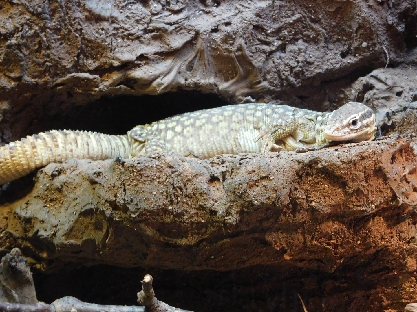 White Ackies Dwarf Monitor