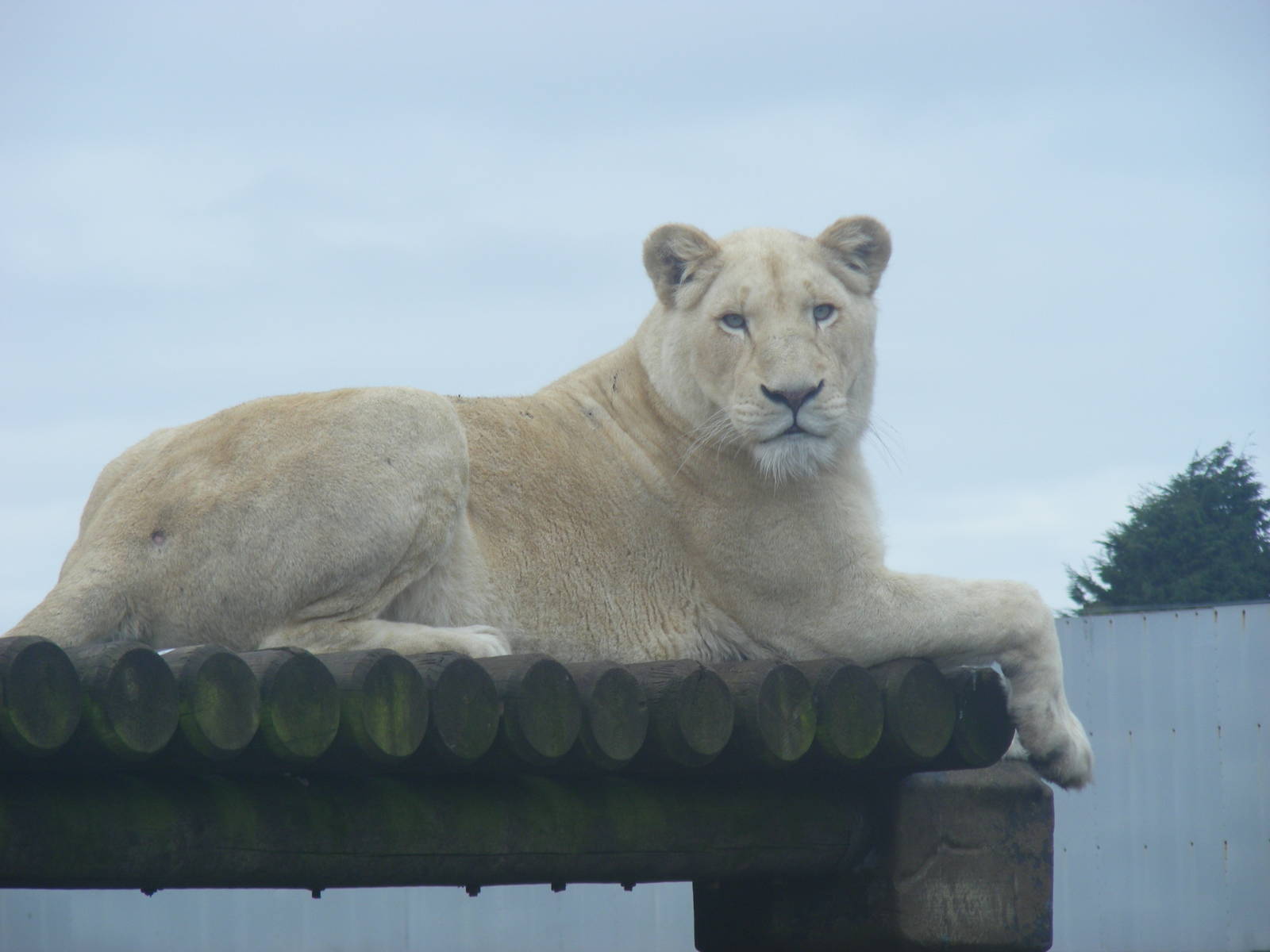 White African lion at West Midland Safari Park, 13 February 2010