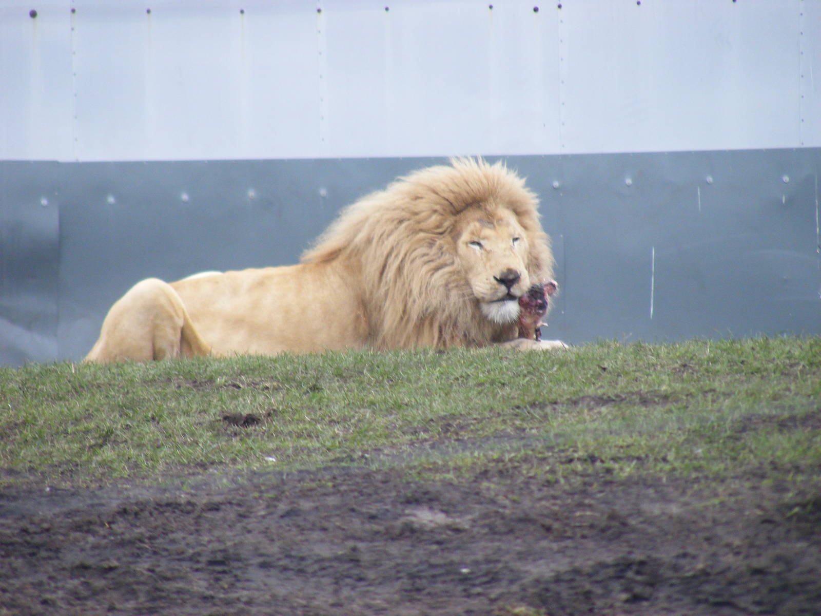 White African lion at West Midland Safari Park, 13 February 2010