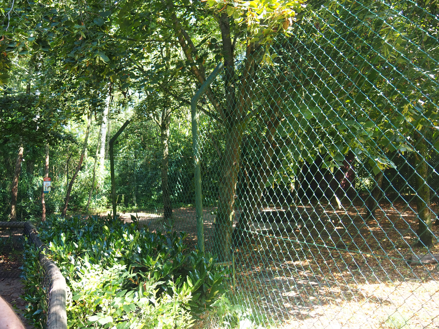 White African lion exhibit, 2019-08-04