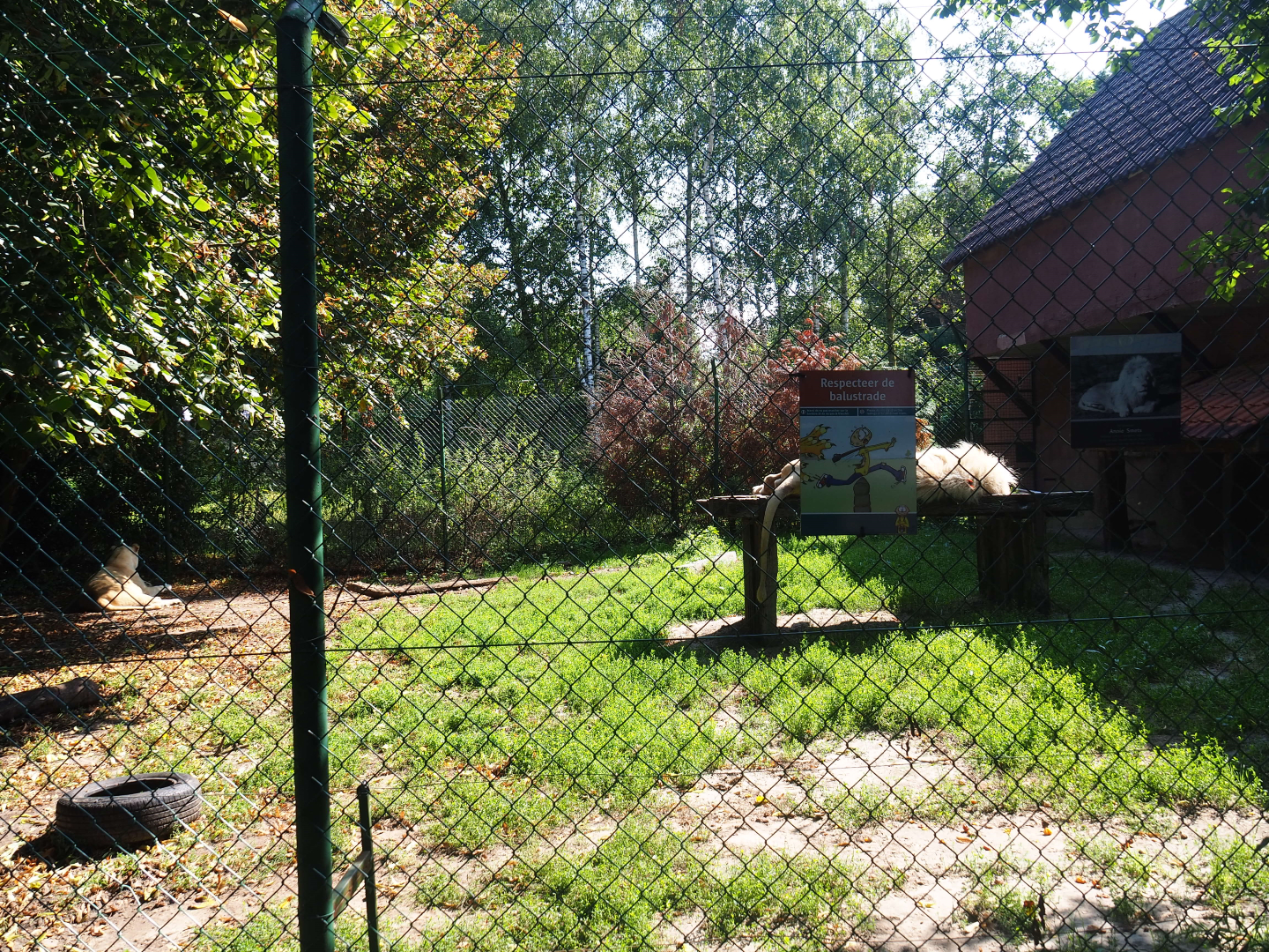 White African lion exhibit, 2019-08-04