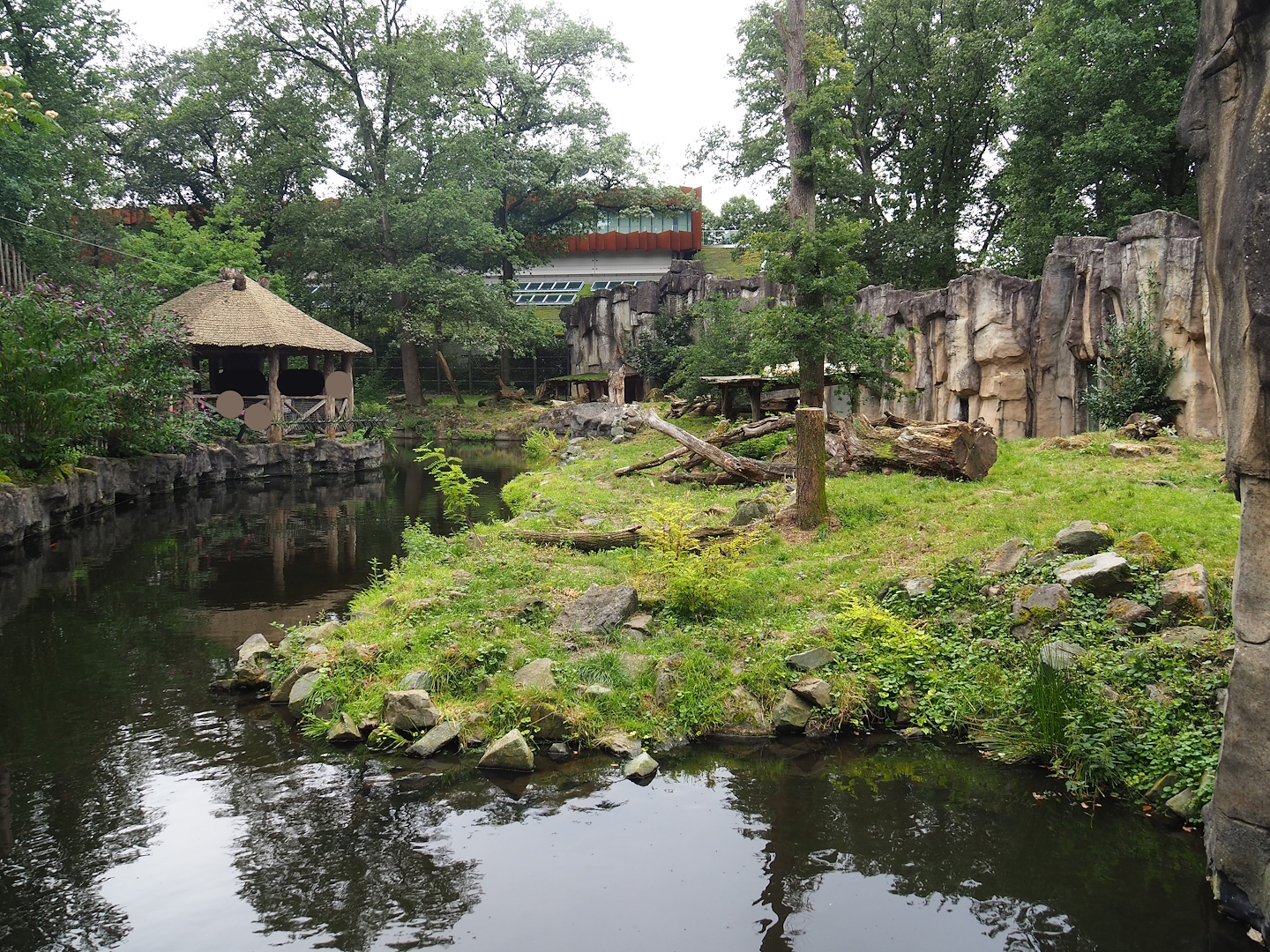 White African lion exhibit, 2023-08-17