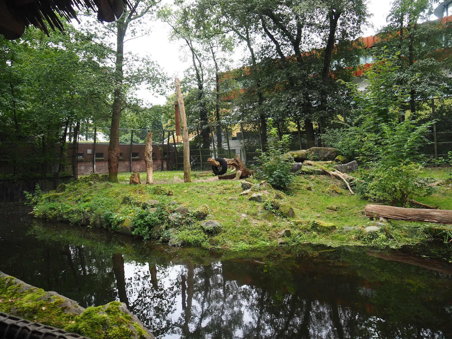 White African lion exhibit, 2023-08-17