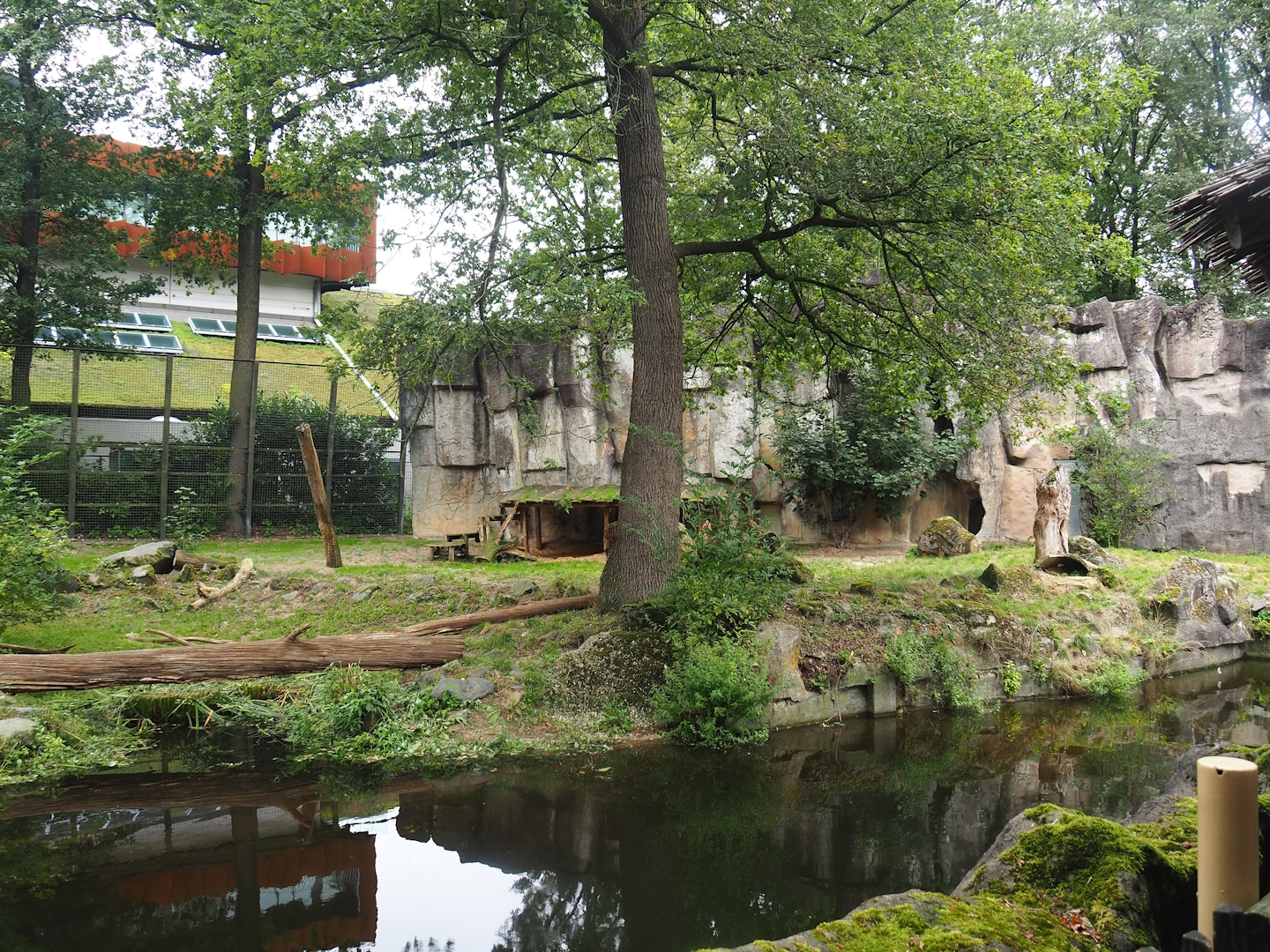 White African lion exhibit, 2023-08-17