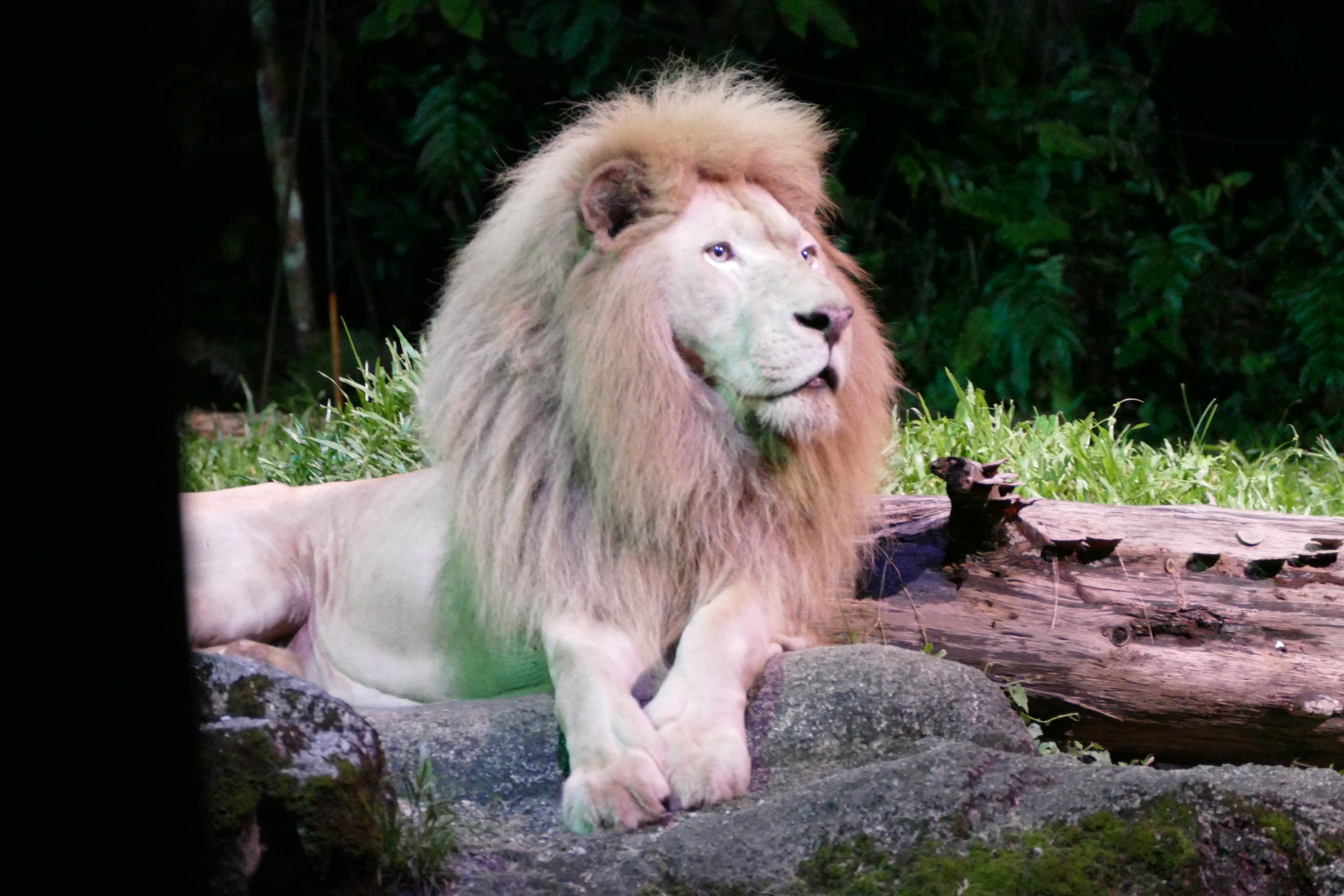 White African Lion from the tram