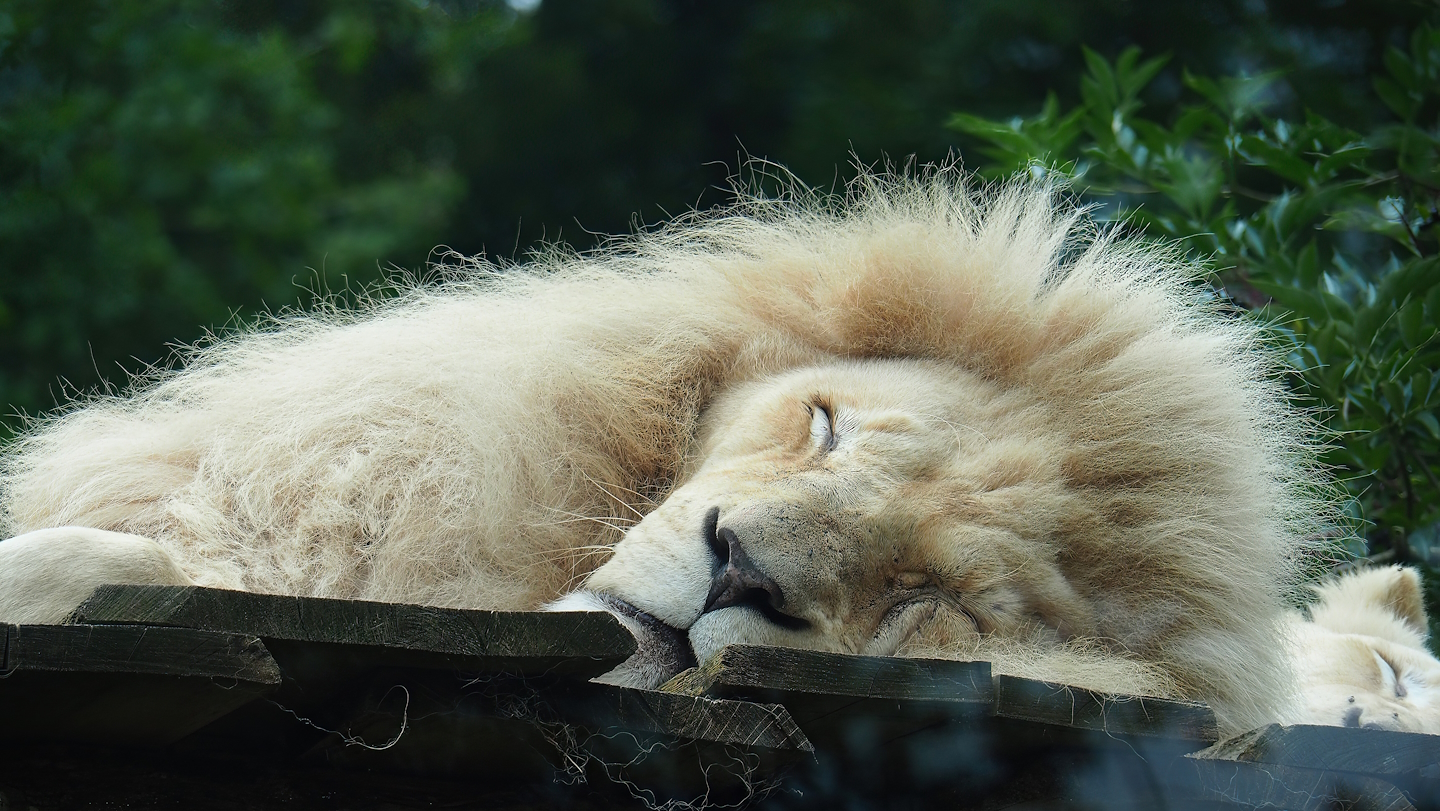 White African lion (Panthera leo), 2023-08-17