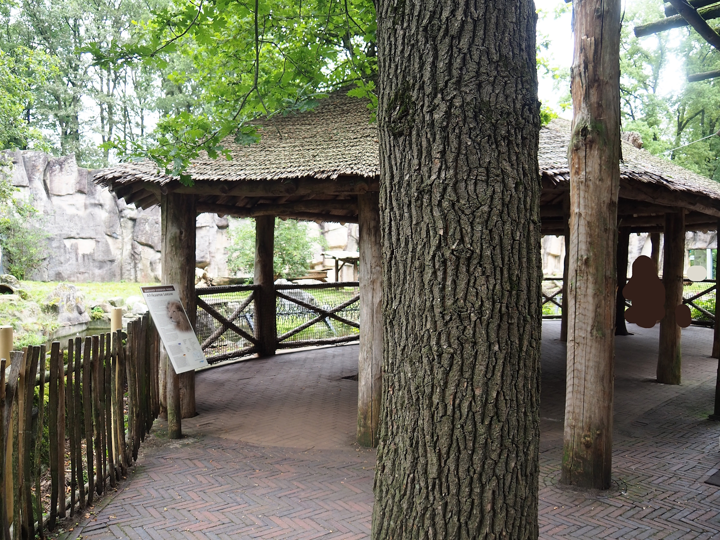 White African lion viewing area, 2023-08-17