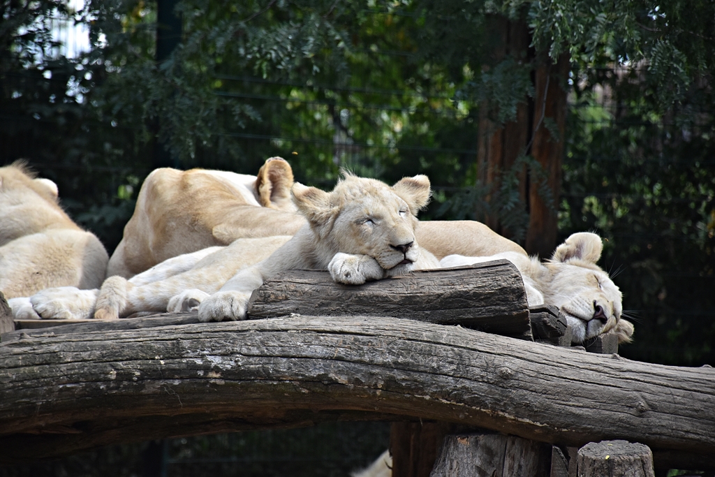 White African Lion