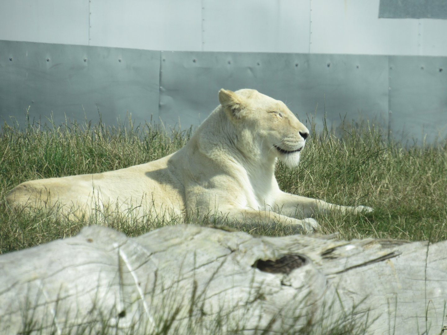 White African Lion