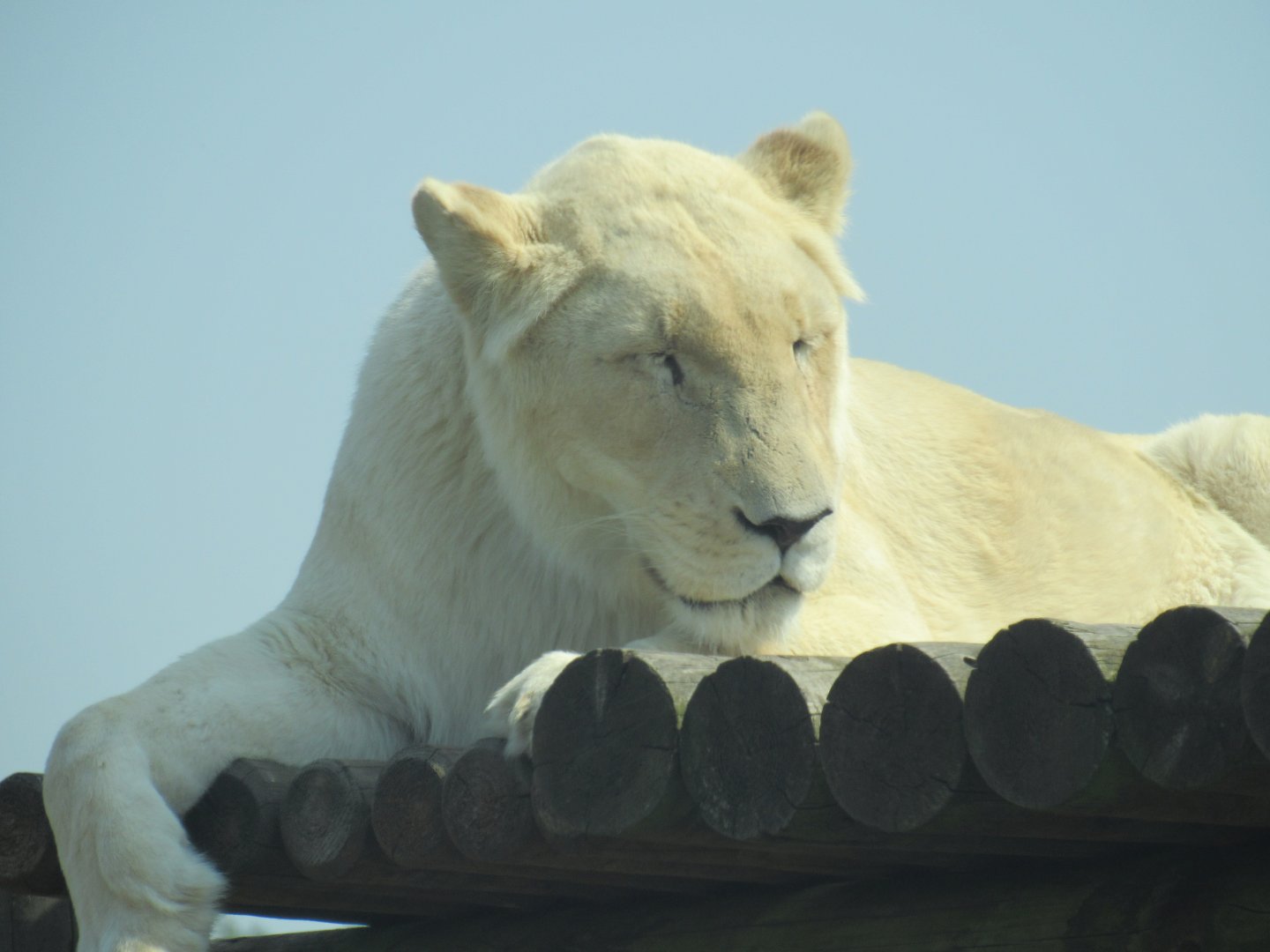White African Lion